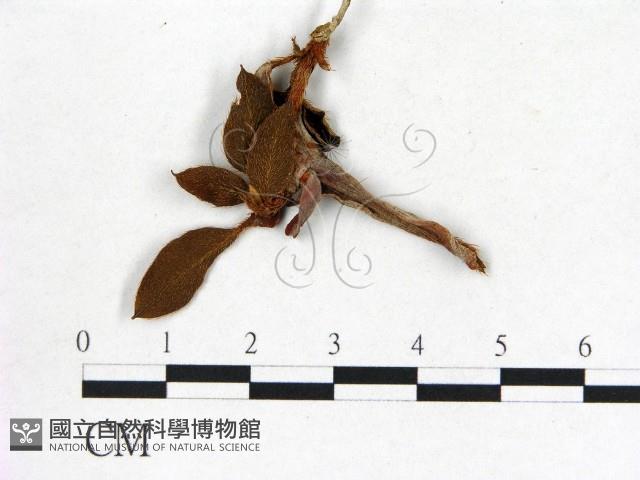 登錄號:F0020714藏品圖，第3張