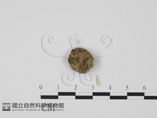 登錄號:F0000714藏品圖，第3張
