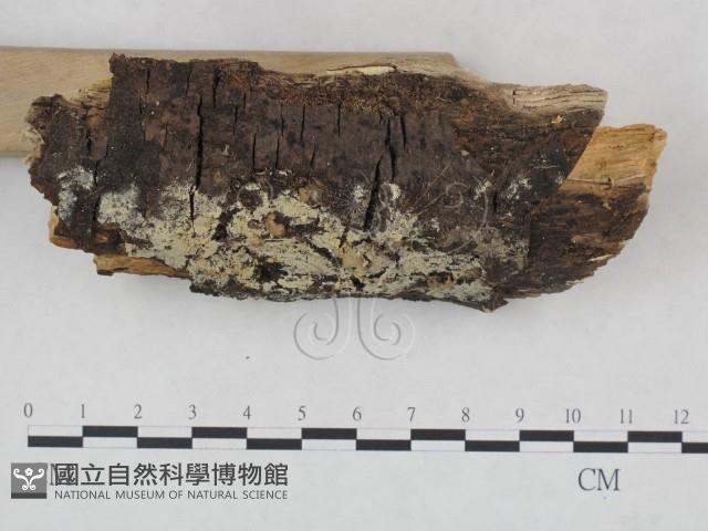 剛毛絲皮菌藏品圖，第3張