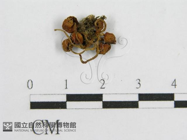 登錄號:F0001714藏品圖，第3張