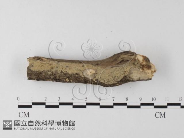 登錄號:F0024714藏品圖，第3張
