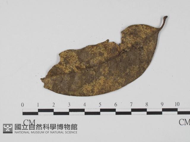 登錄號:F0004714藏品圖，第3張