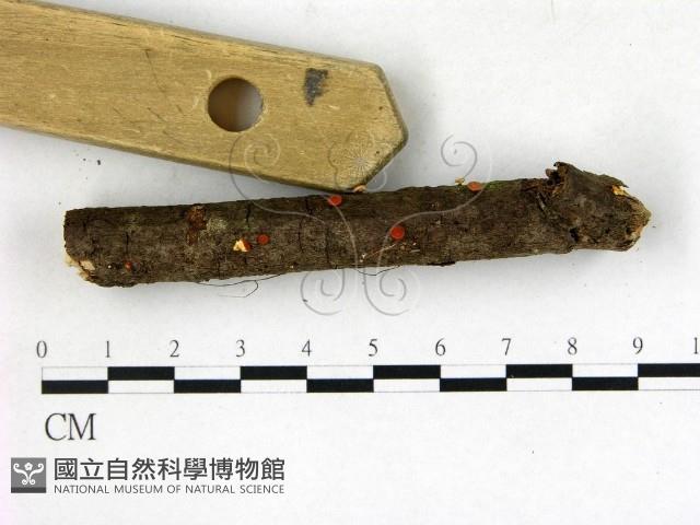 登錄號:F0022714藏品圖，第3張
