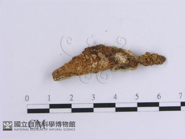 韌革菌屬藏品圖，第3張