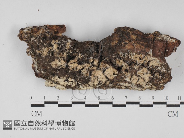登錄號:F0027714藏品圖，第3張