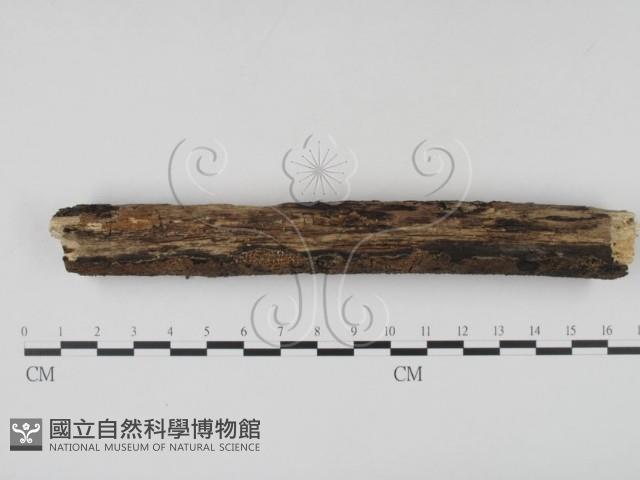 登錄號:F0007714藏品圖，第3張