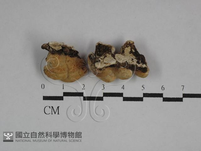 登錄號:F0029714藏品圖，第3張