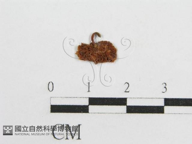 微皮傘屬藏品圖，第3張