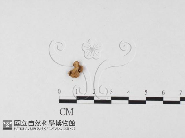 美味羊肚菌藏品圖，第3張