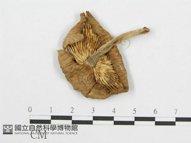 登錄號:F0003714藏品圖，第3張