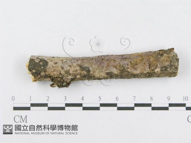 射脈菌屬藏品圖，第3張