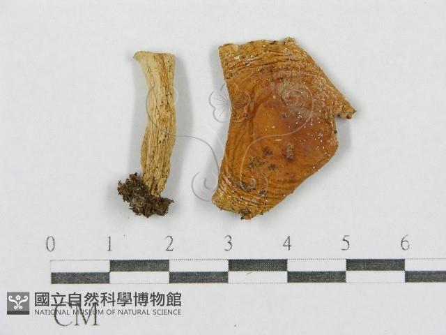 登錄號:F0008514藏品圖，第3張