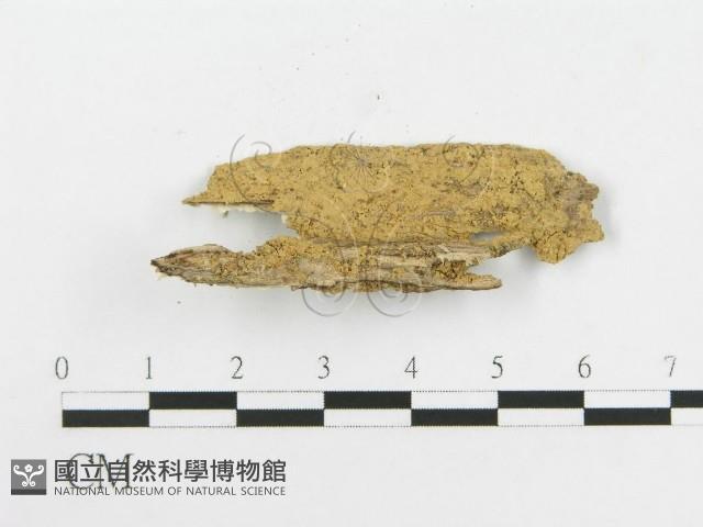 登錄號:F0020514藏品圖，第3張