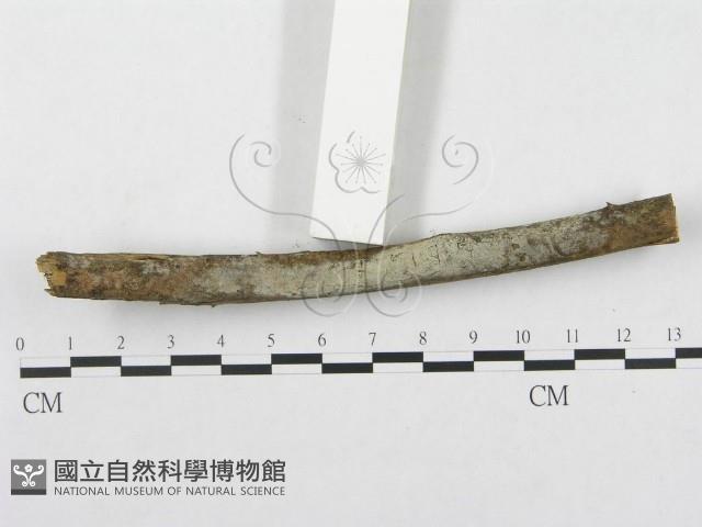 登錄號:F0000514藏品圖，第3張