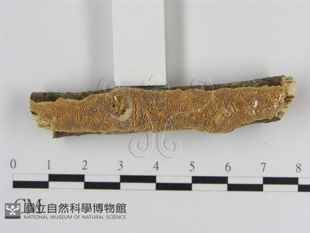 登錄號:F0010514藏品圖，第3張