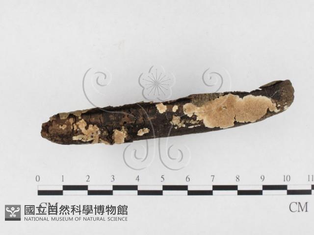 容氏菌屬藏品圖，第3張