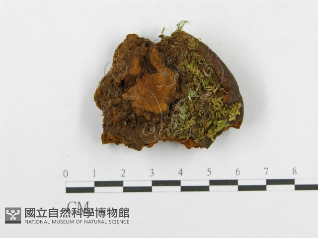 木層孔菌屬藏品圖，第3張