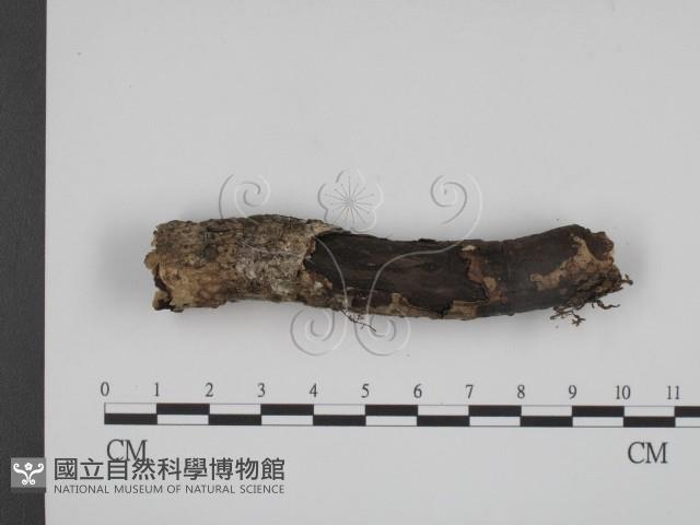 登錄號:F0001514藏品圖，第3張