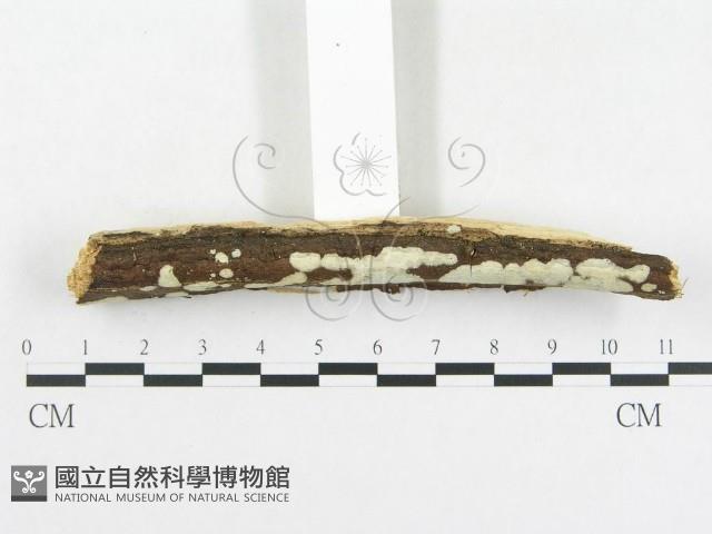 登錄號:F0004514藏品圖，第3張