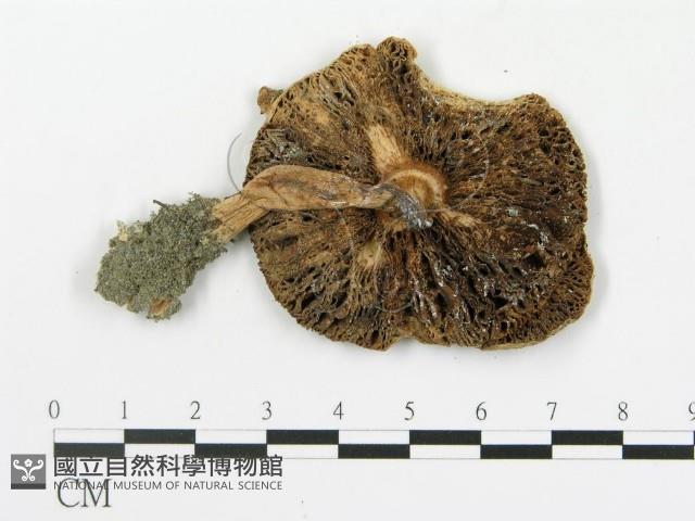 傘菌屬藏品圖，第3張