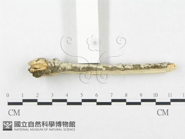 登錄號:F0002514藏品圖，第3張