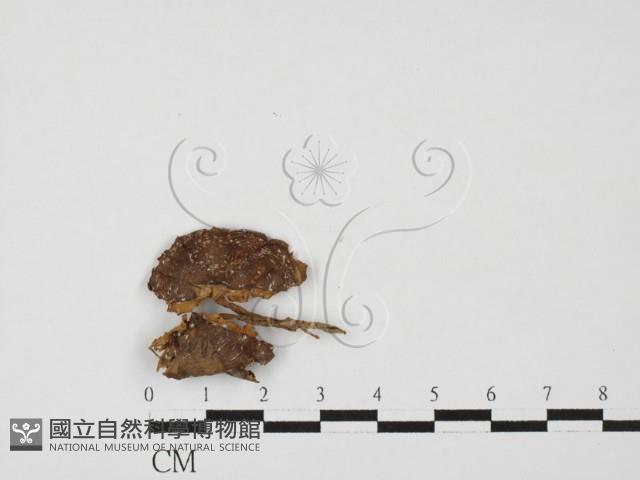 登錄號:F0027514藏品圖，第3張