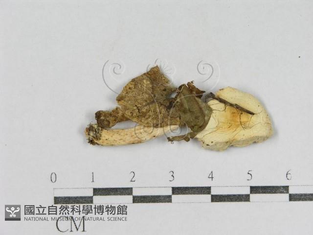 紅菇屬藏品圖，第3張