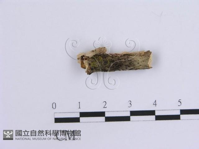 登錄號:F0015514藏品圖，第3張