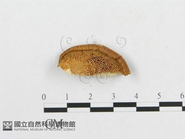 寬鱗多孔菌藏品圖，第3張