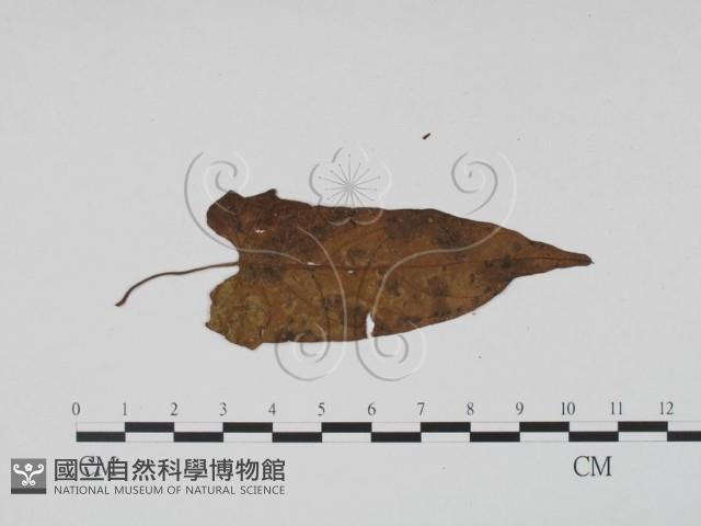 登錄號:F0019514藏品圖，第3張
