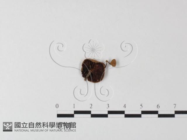 登錄號:F0023514藏品圖，第3張