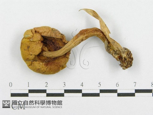 絨蓋牛肝菌屬藏品圖，第3張