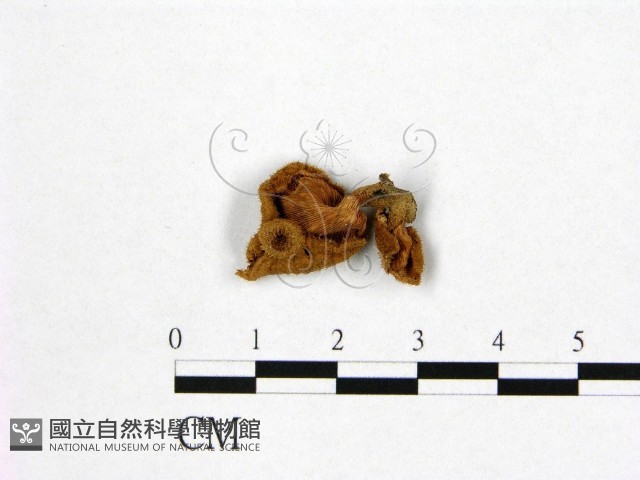 登錄號:F0010114藏品圖，第3張
