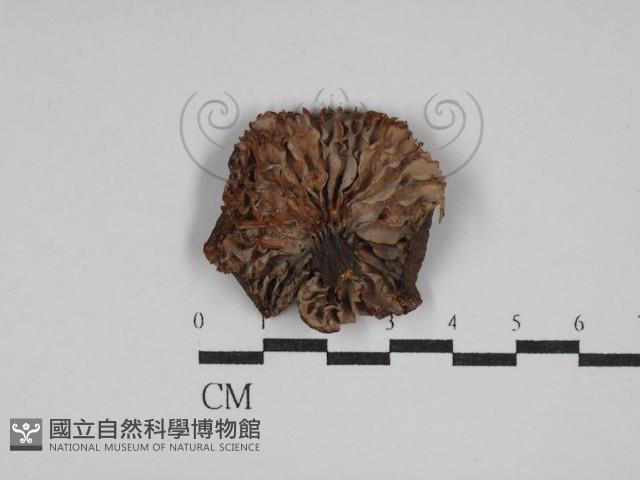 登錄號:F0026114藏品圖，第3張