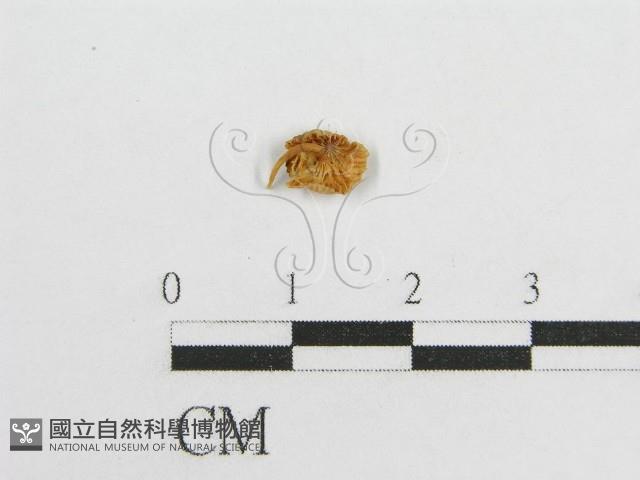 微皮傘屬藏品圖，第3張