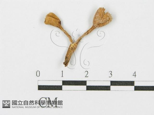 登錄號:F0001114藏品圖，第1張