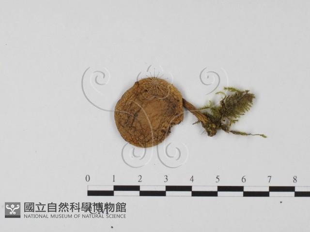 登錄號:F0011114藏品圖，第3張