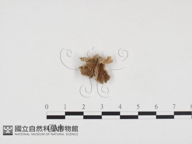 裂褶菌藏品圖，第3張