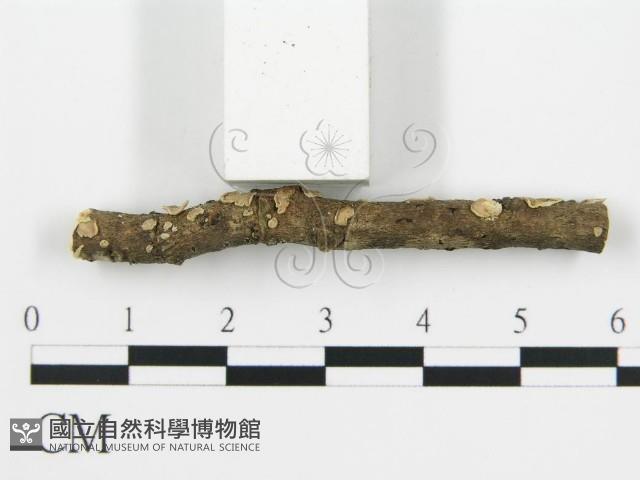 盤革菌屬藏品圖，第3張