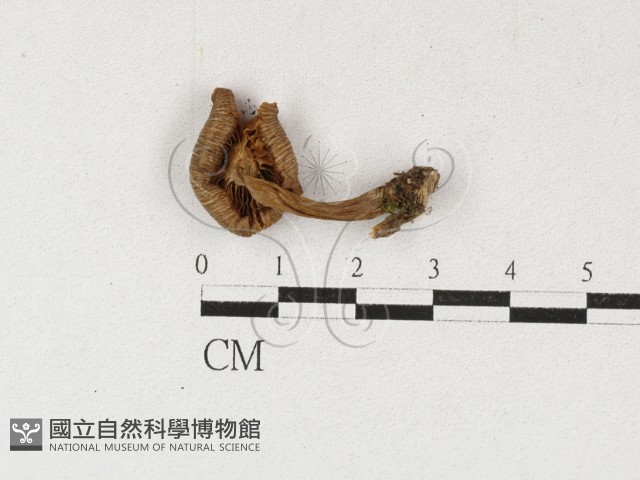 登錄號:F0027114藏品圖，第3張