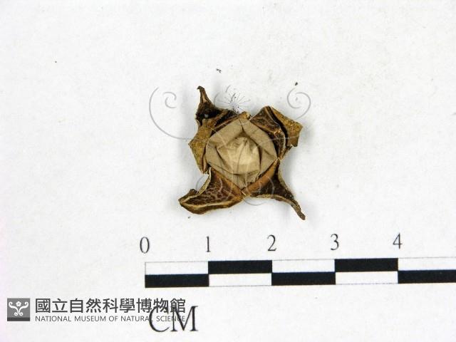 地星屬藏品圖，第3張