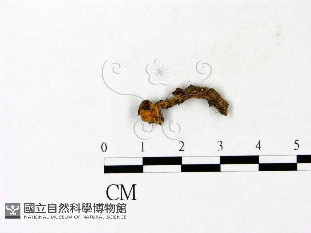 濕傘屬藏品圖，第3張