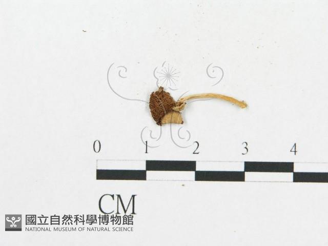 登錄號:F0013114藏品圖，第3張