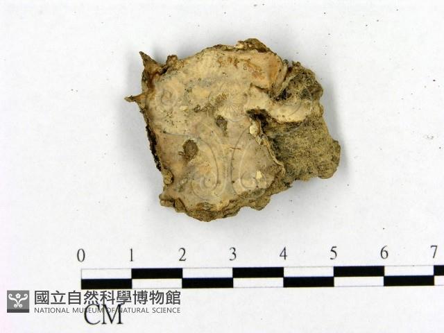 登錄號:F0020014藏品圖，第3張