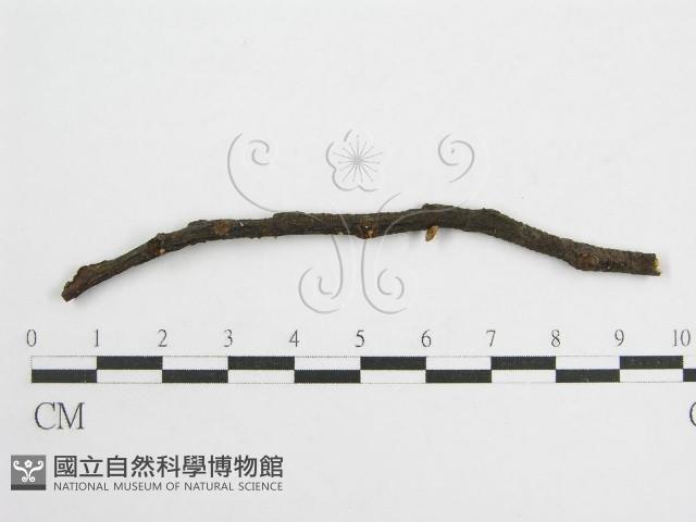 微皮傘屬藏品圖，第3張