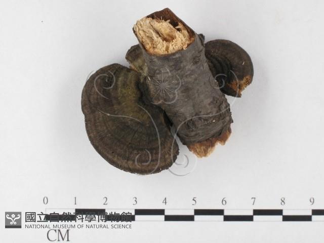 蜂窩菌屬藏品圖，第3張