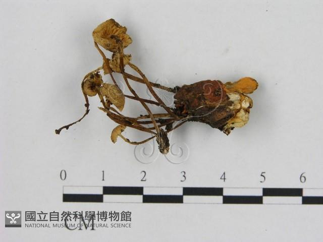 小菇屬藏品圖，第3張