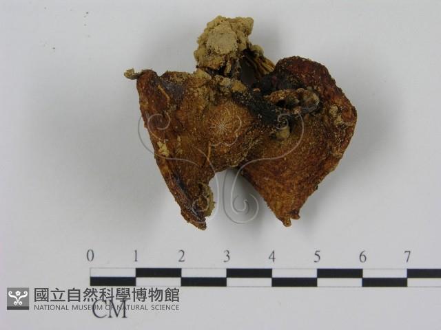 登錄號:F0011014藏品圖，第3張