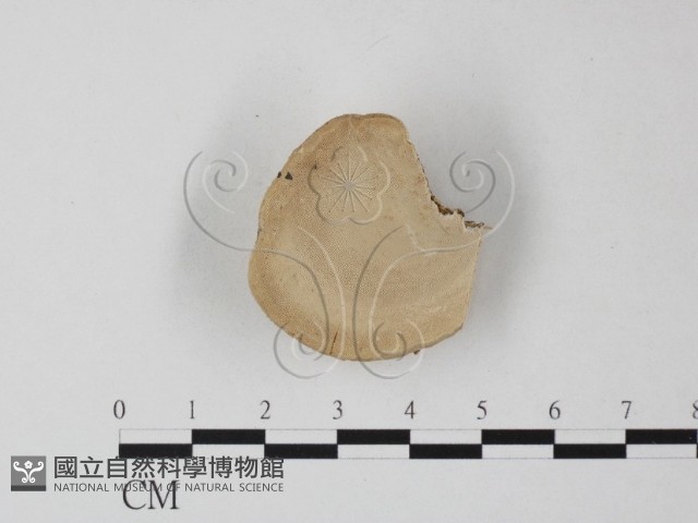 多年臥孔菌屬藏品圖，第3張