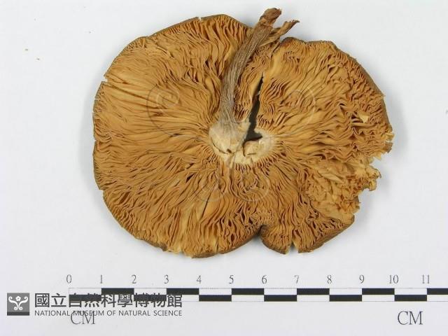 登錄號:F0014014藏品圖，第3張